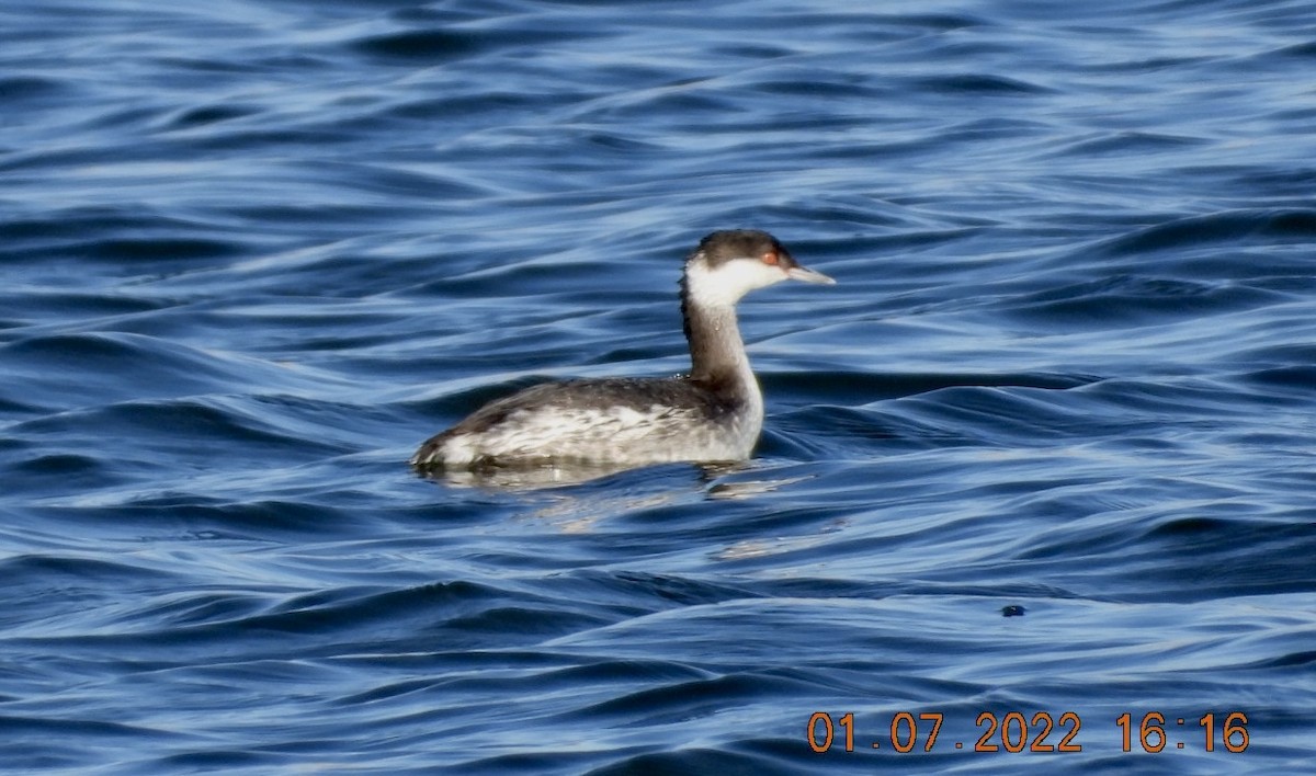 Horned Grebe - ML403625221