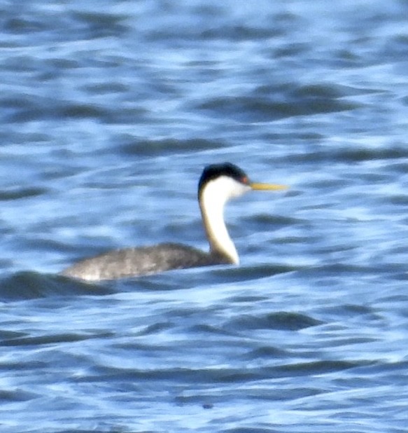 Western Grebe - ML403625241