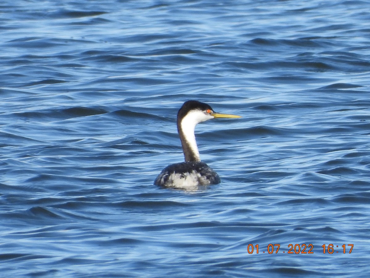 Western/Clark's Grebe - ML403625321