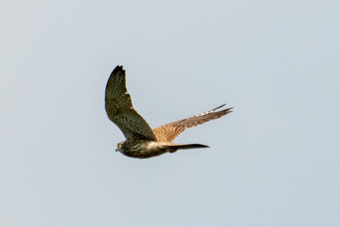 Eurasian Kestrel - ML403625411