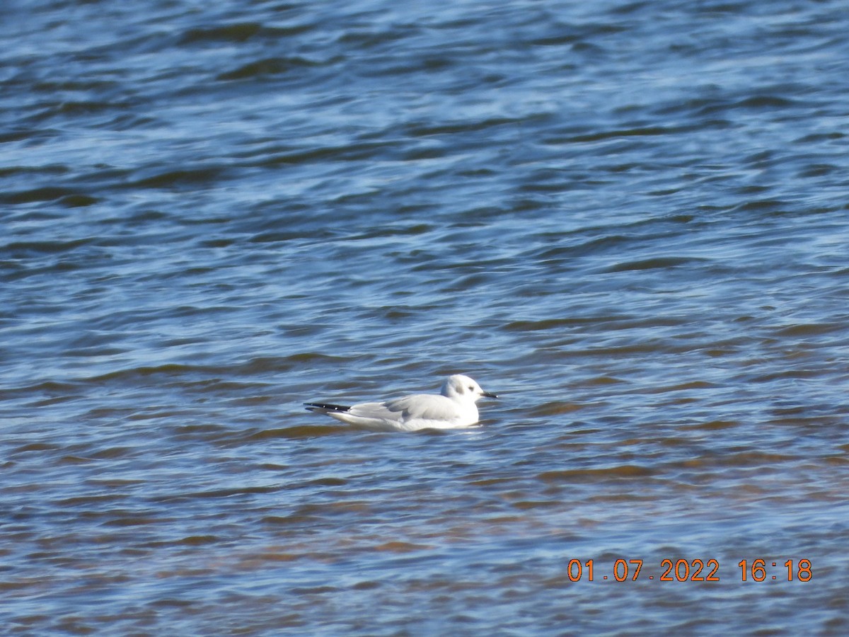 Bonaparte's Gull - ML403625441
