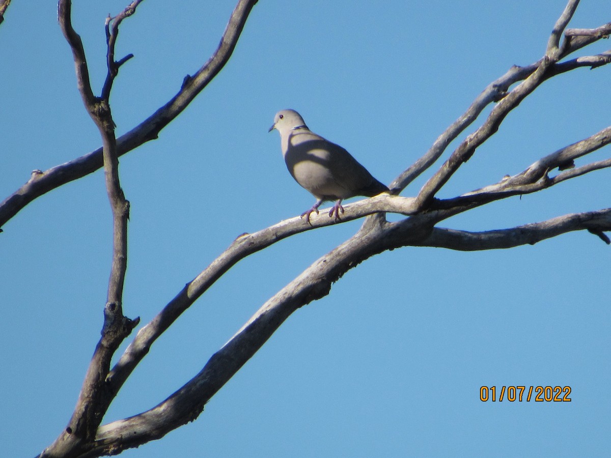 Eurasian Collared-Dove - Vivian F. Moultrie