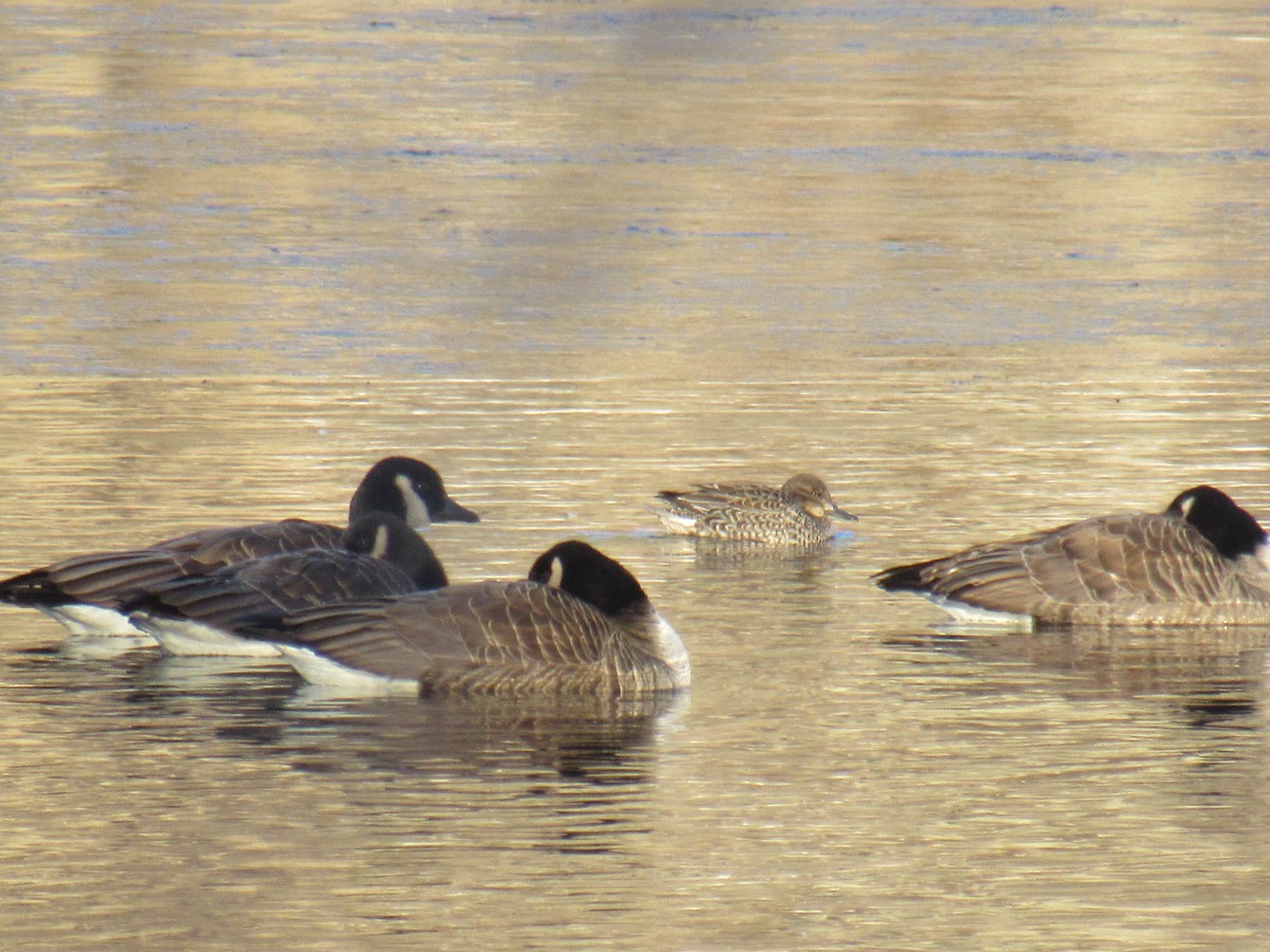 Green-winged Teal - ML403626551