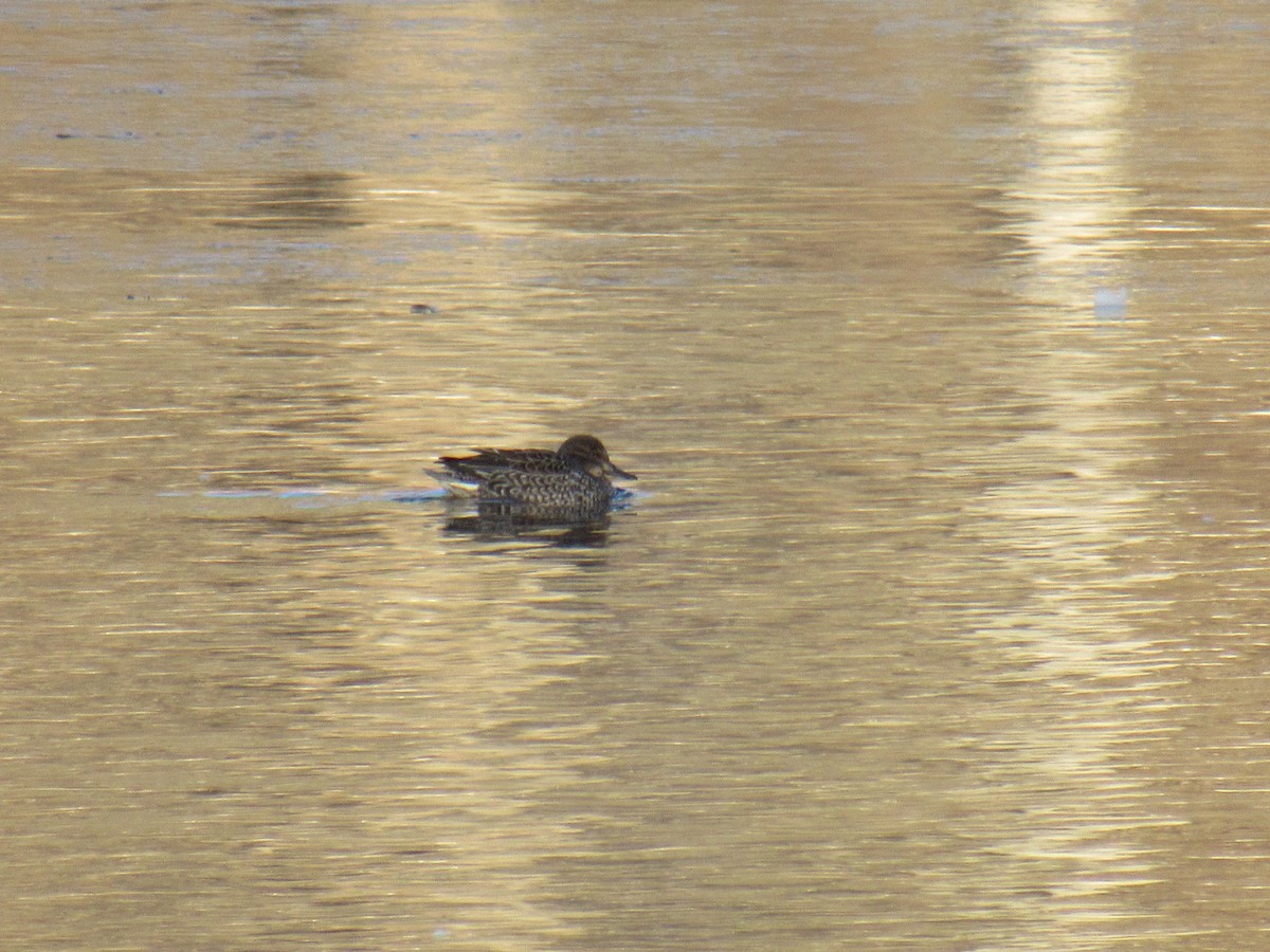 Green-winged Teal - ML403626561