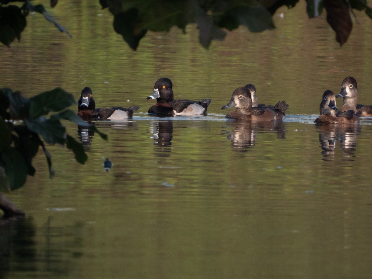 Ring-necked Duck - ML403626971