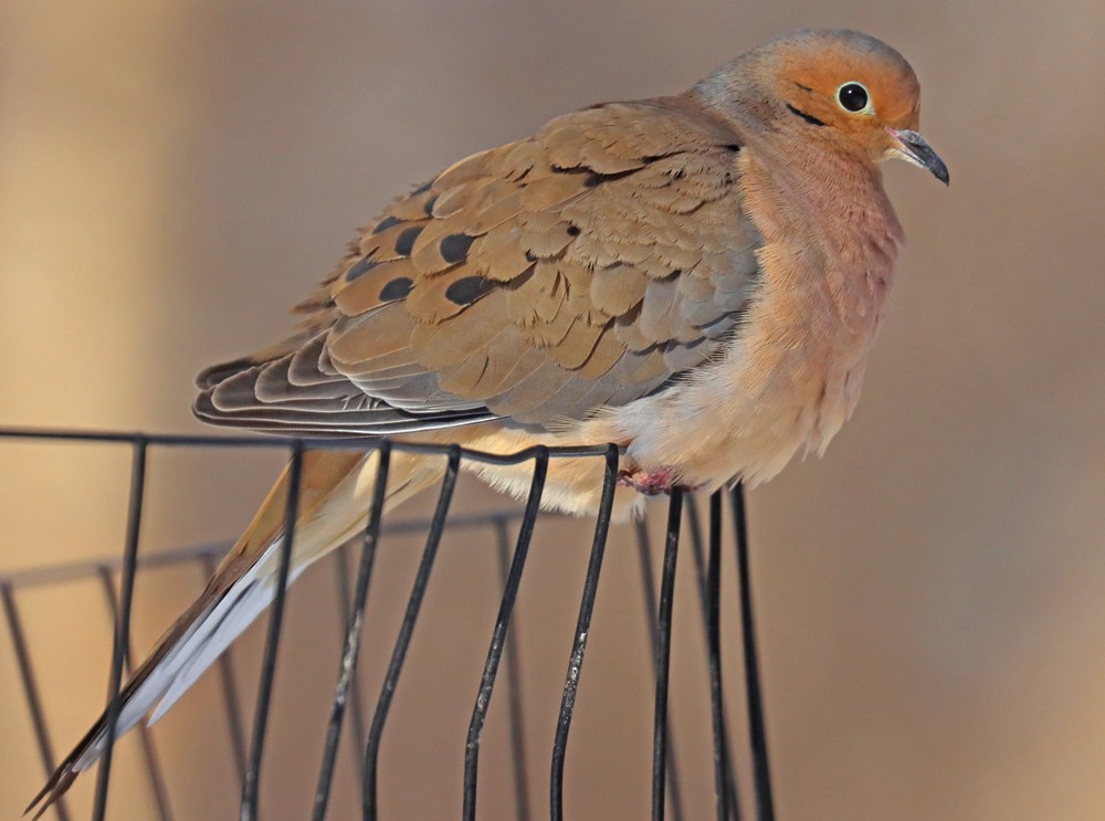 Tourterelle triste - ML403627121