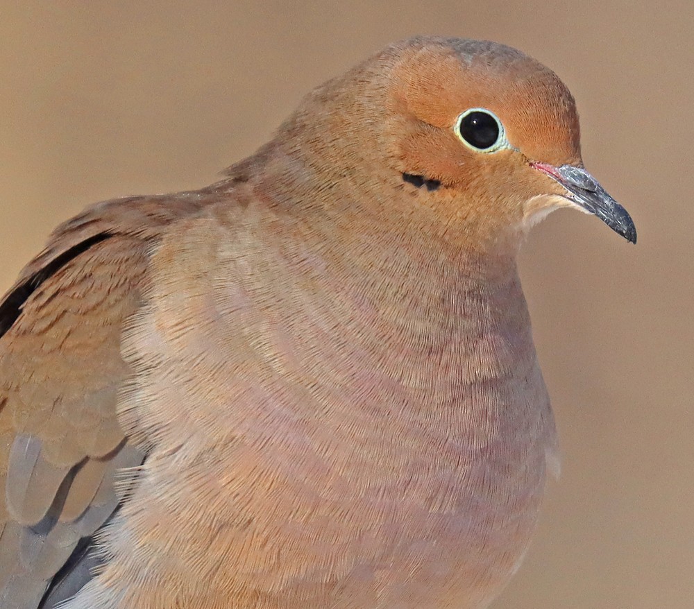 Tourterelle triste - ML403627131