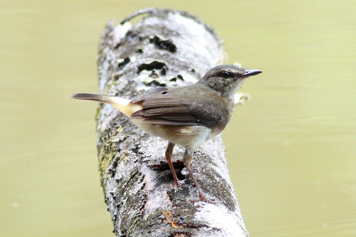 Buff-rumped Warbler - ML403627381