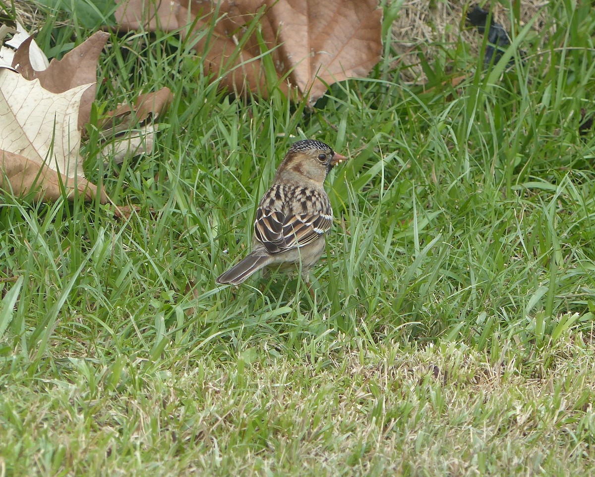 Harris's Sparrow - Jayne Willingham