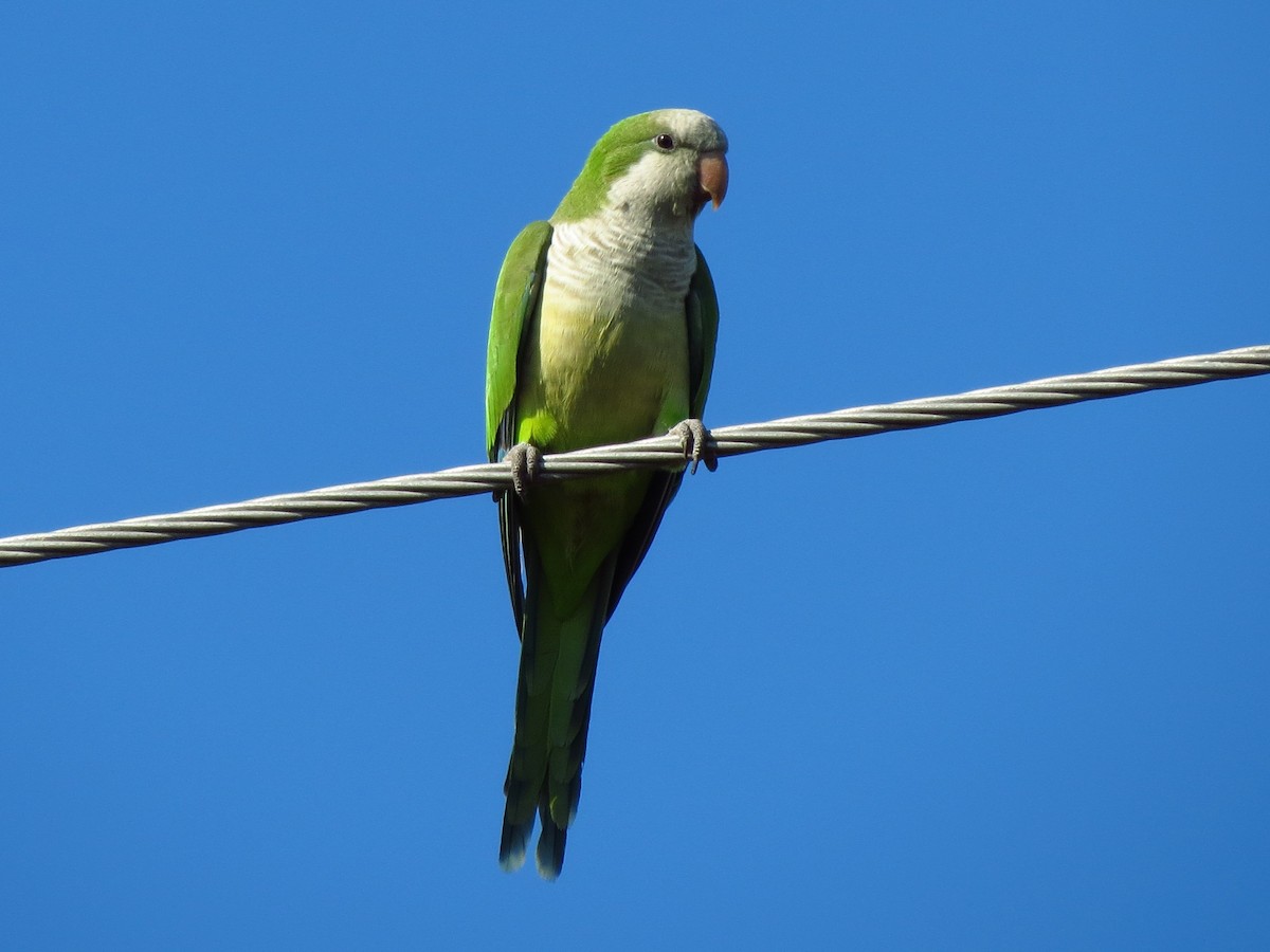 Monk Parakeet (Monk) - ML40362841