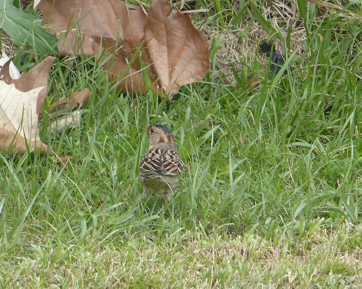 Harris's Sparrow - ML403628491