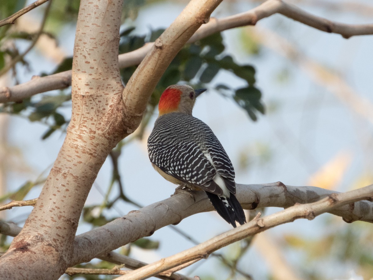 Golden-fronted Woodpecker - Ivani Martínez Paredes