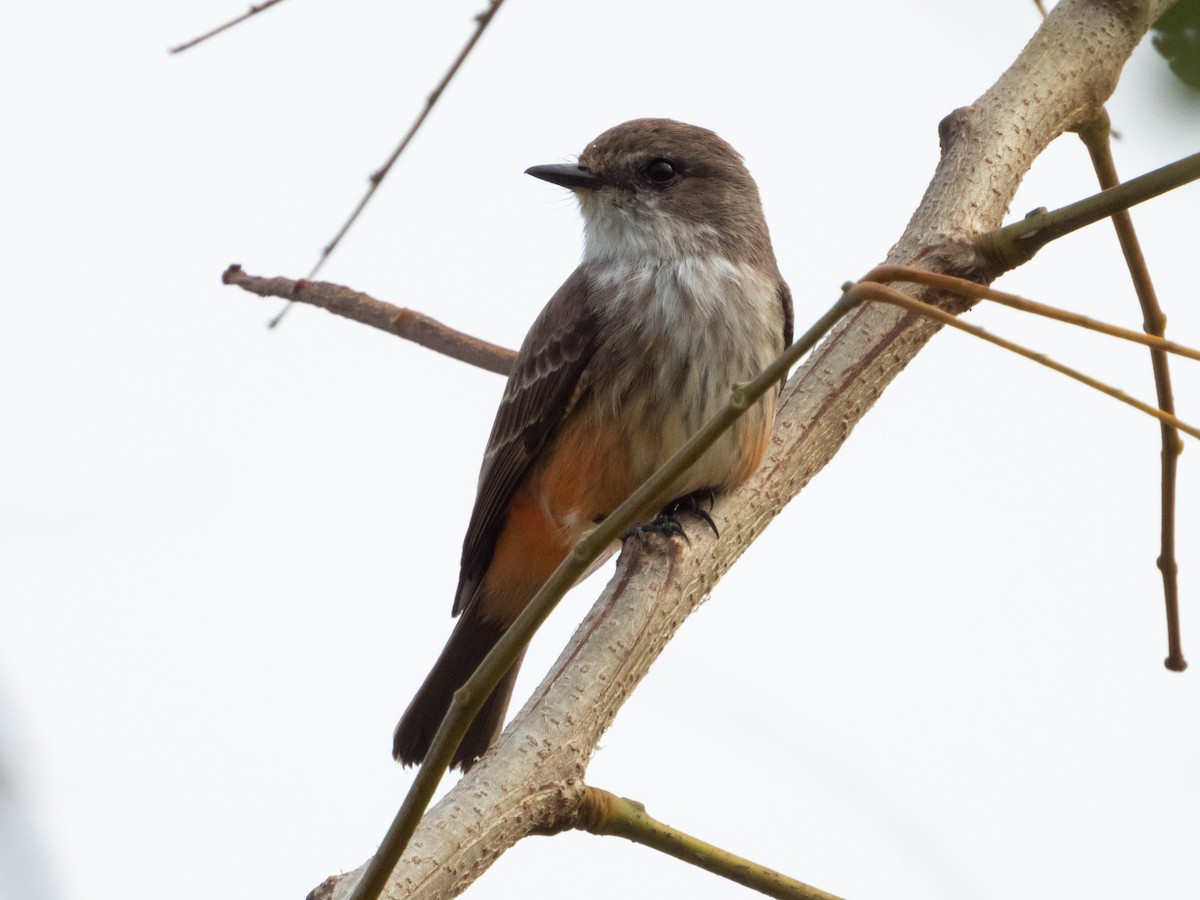 Vermilion Flycatcher - ML403628721