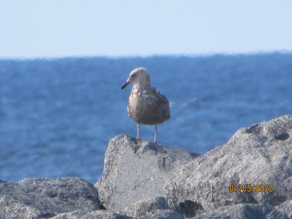 Herring Gull - ML403630231