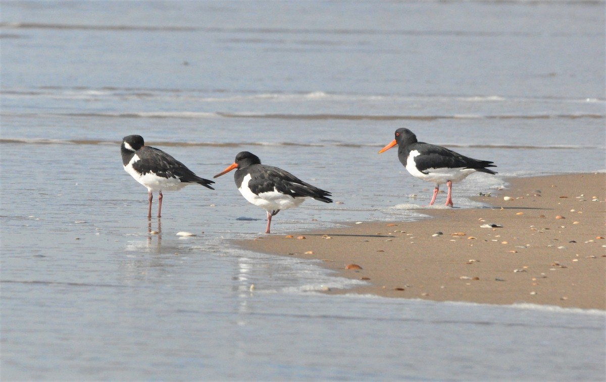 Eurasian Oystercatcher - ML403631801