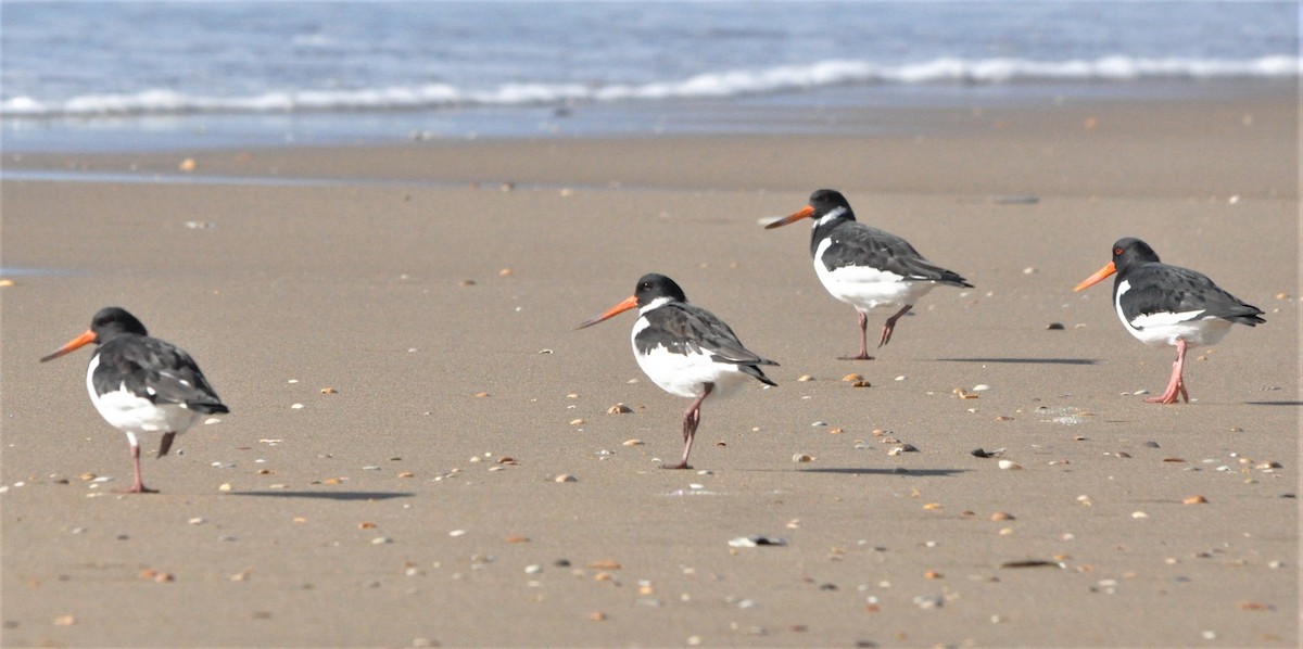 Eurasian Oystercatcher - ML403631821