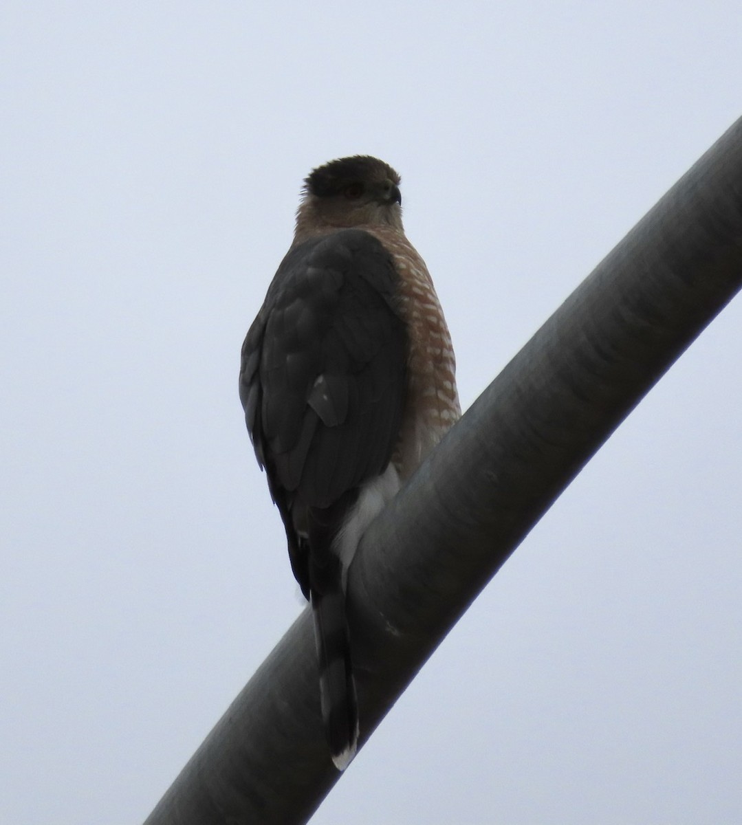 Cooper's Hawk - ML403633531