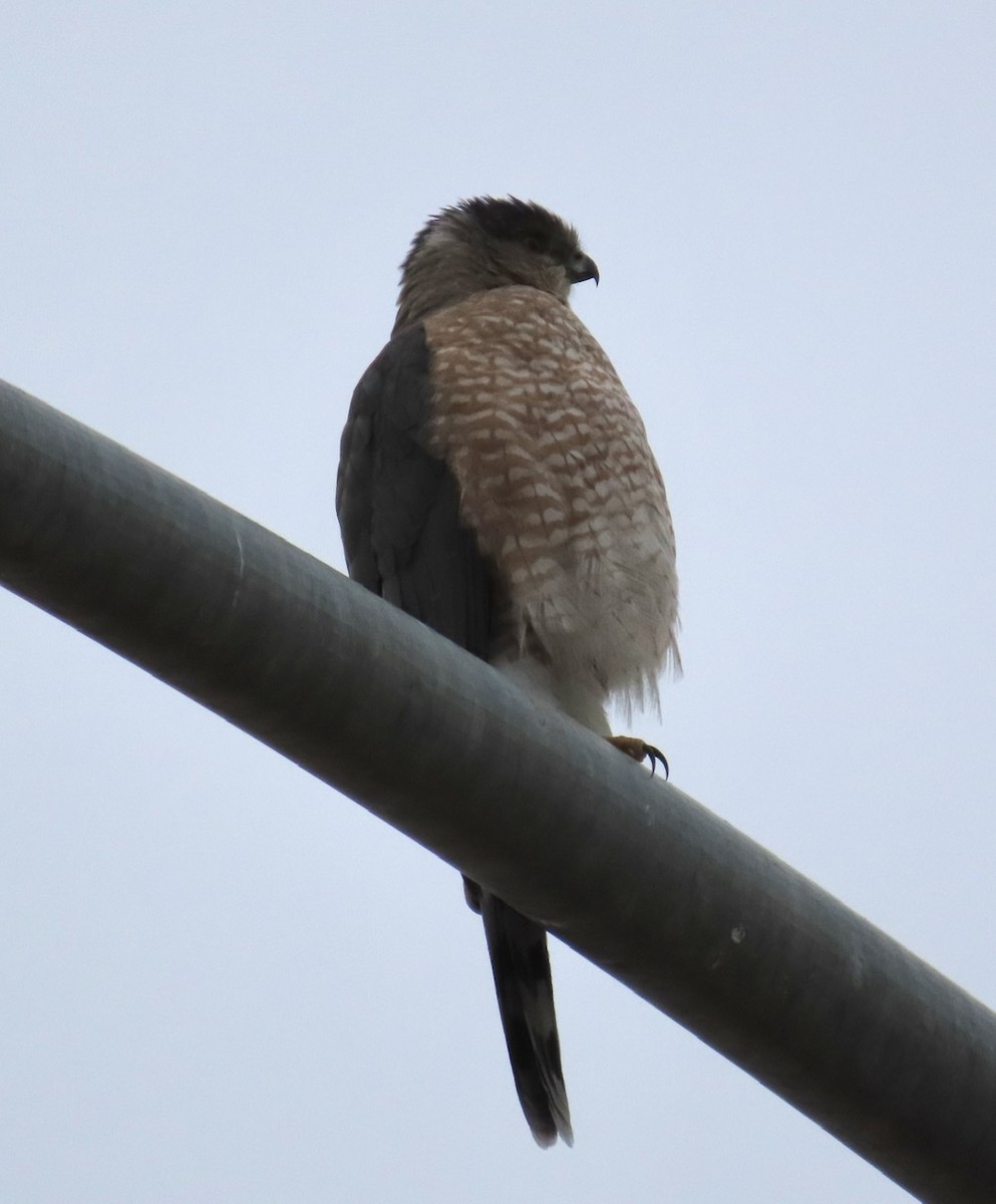 Cooper's Hawk - ML403633541