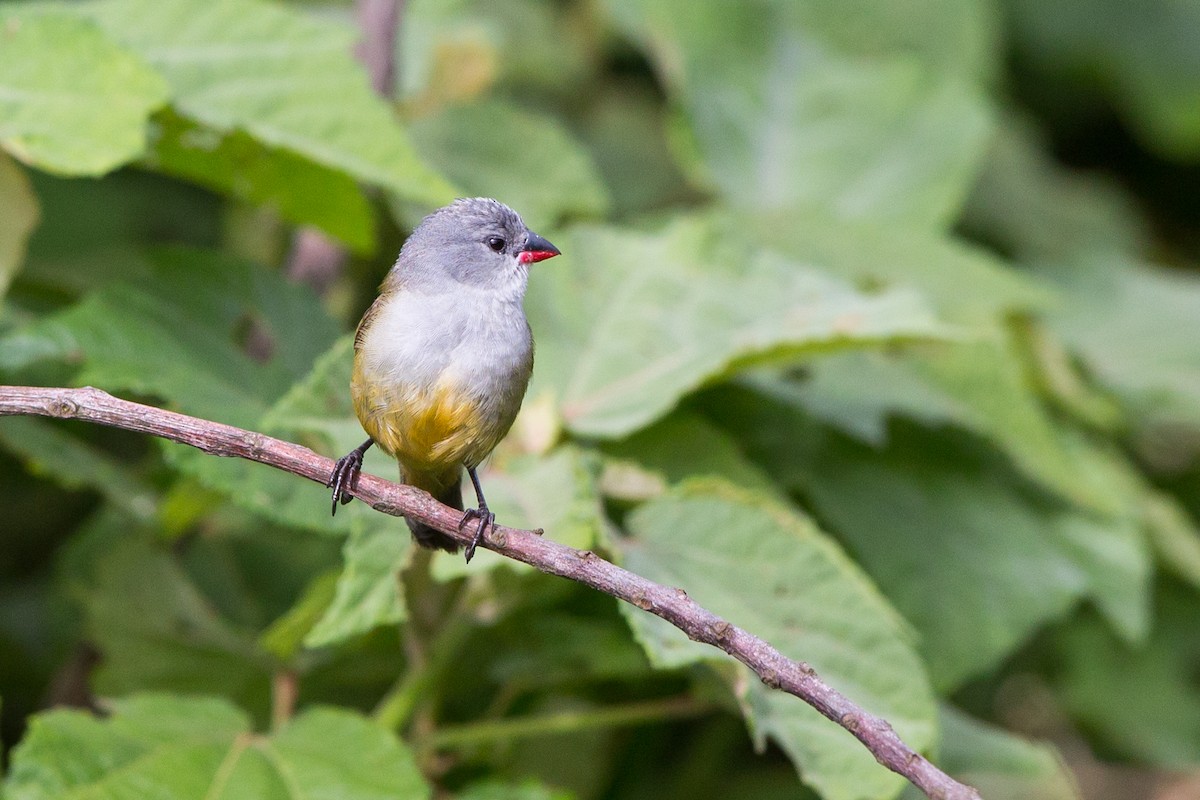 Yellow-bellied Waxbill - ML40363401