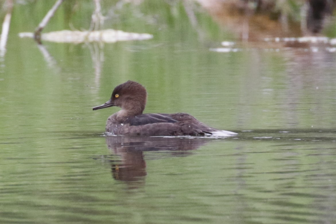 Hooded Merganser - ML403634391