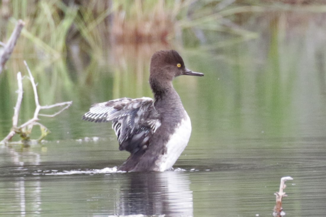 Hooded Merganser - ML403634401