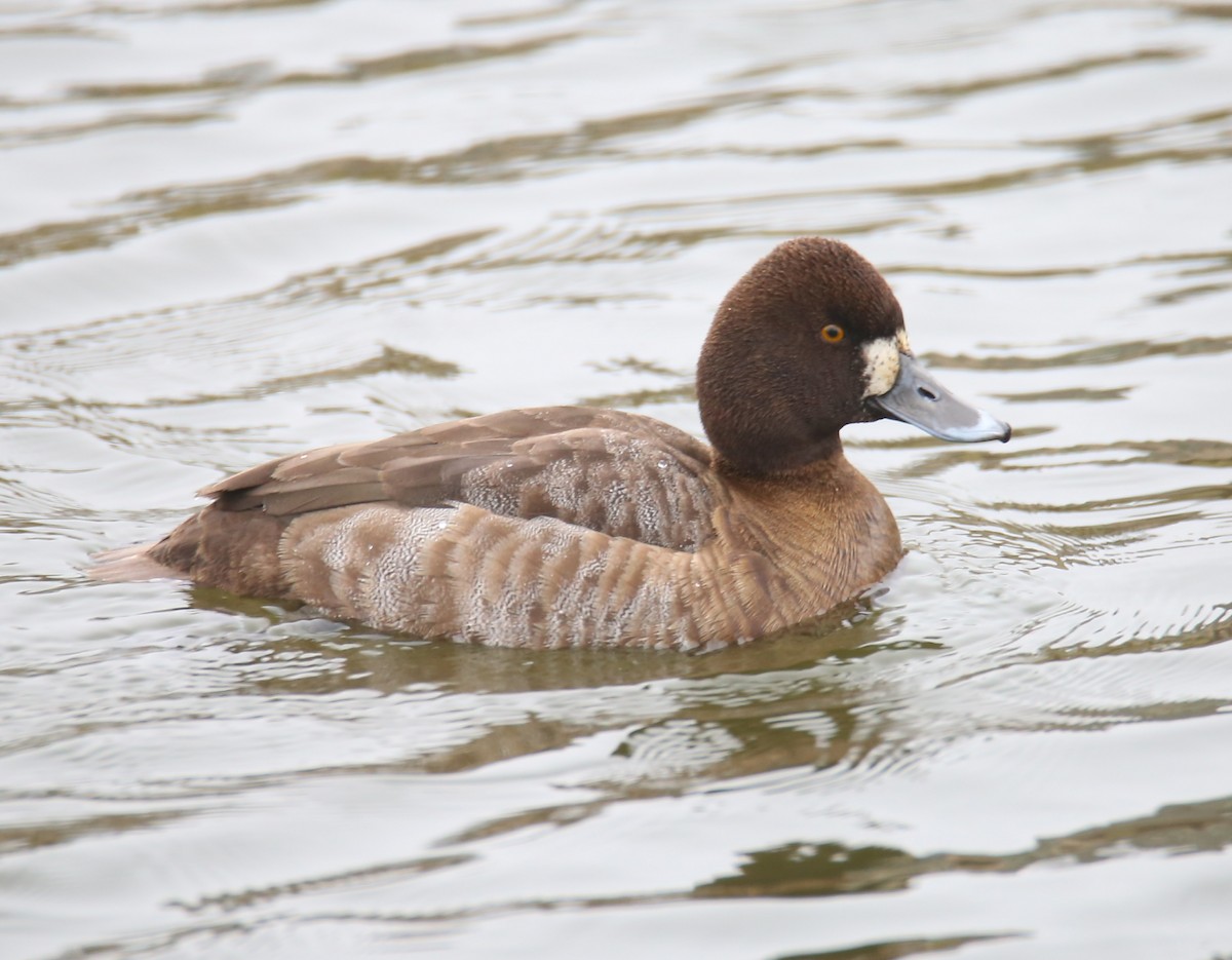 Lesser Scaup - Juan Aguayo