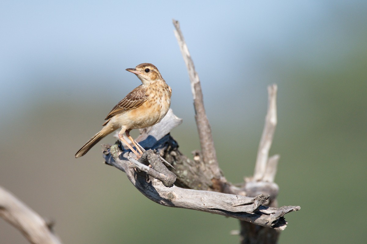 Buffy Pipit - Leslie Correia