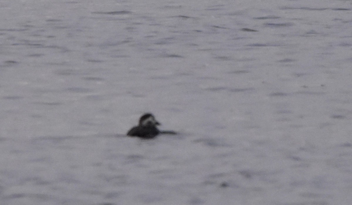 Long-tailed Duck - ML403635911