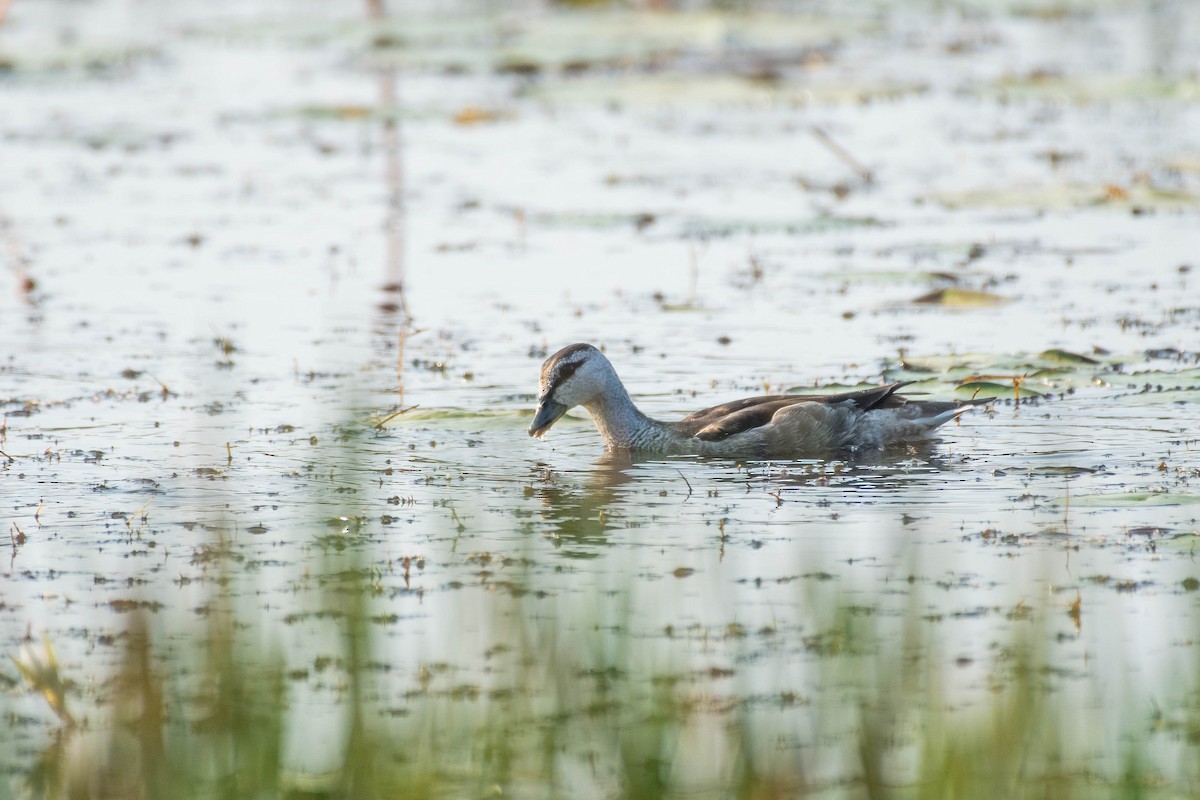 Cotton Pygmy-Goose - ML403639061