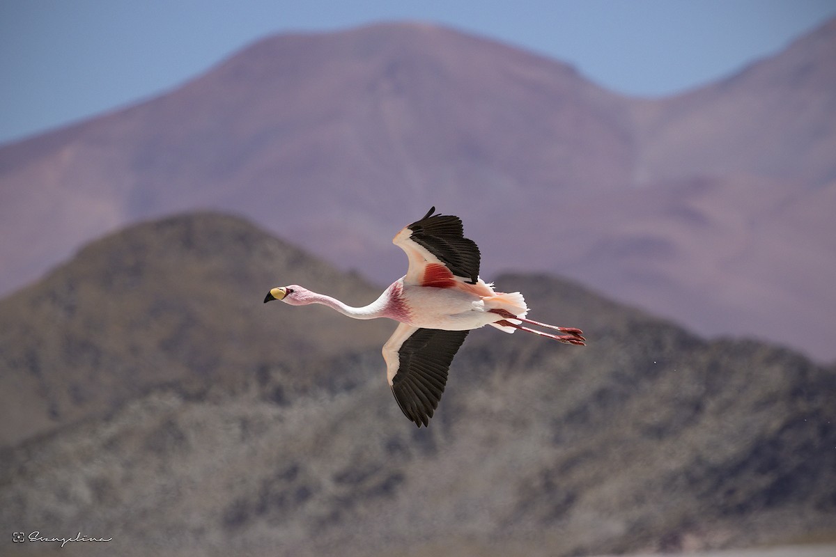 James's Flamingo - Evangelina Indelicato