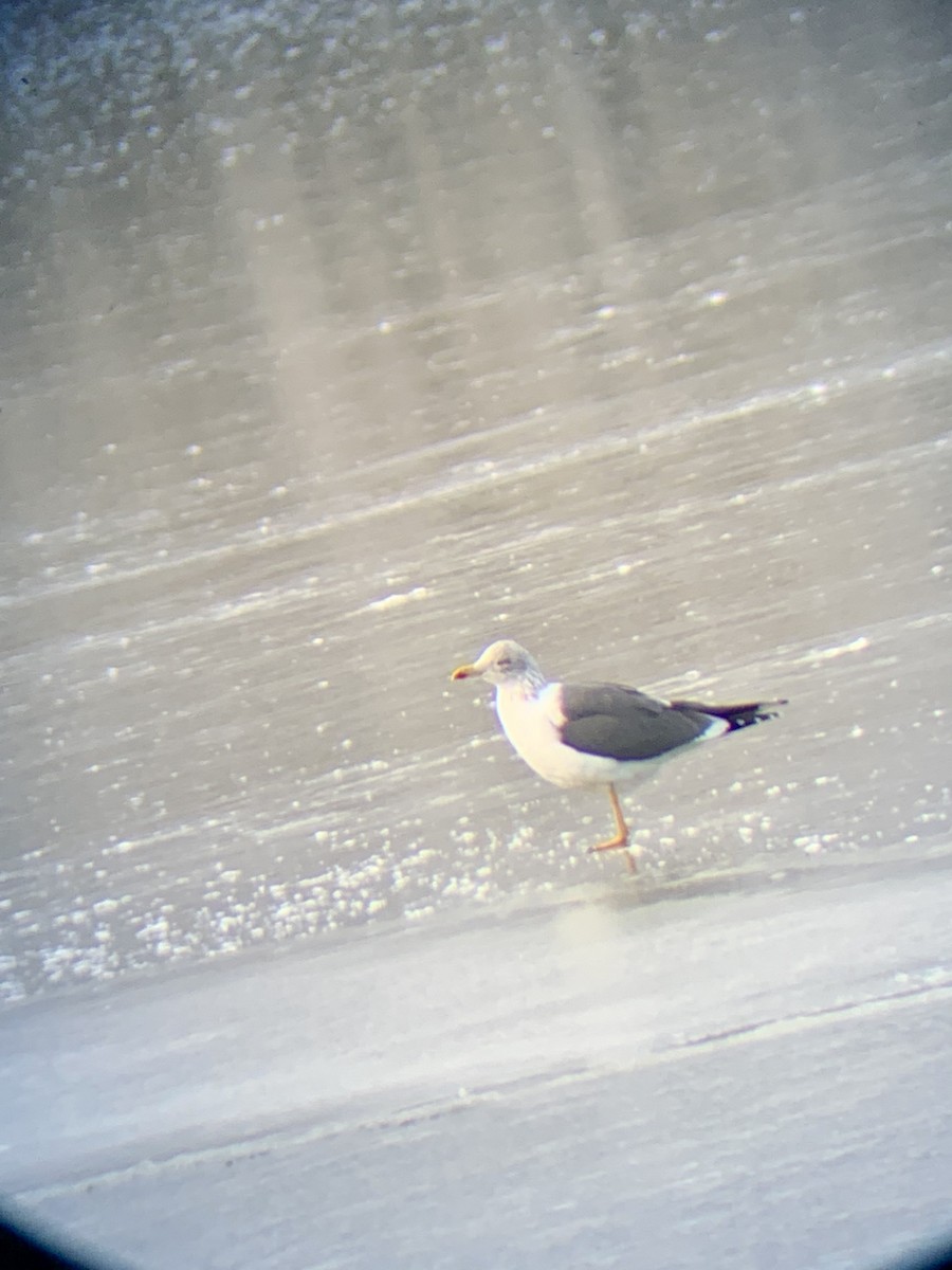 Lesser Black-backed Gull - ML403639501