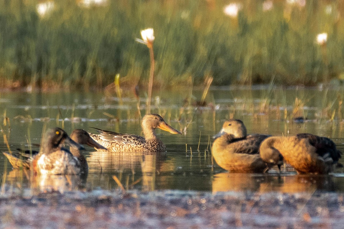 Northern Shoveler - Harish Babu M