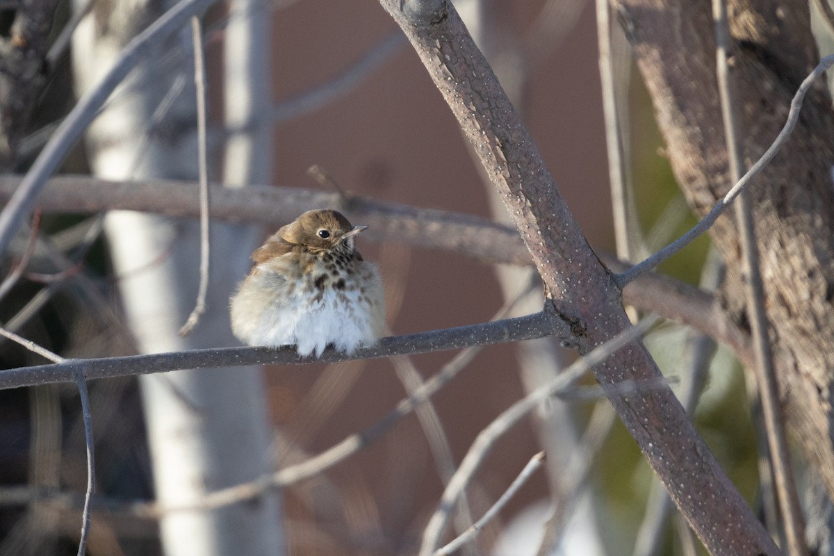 Hermit Thrush - ML403641521