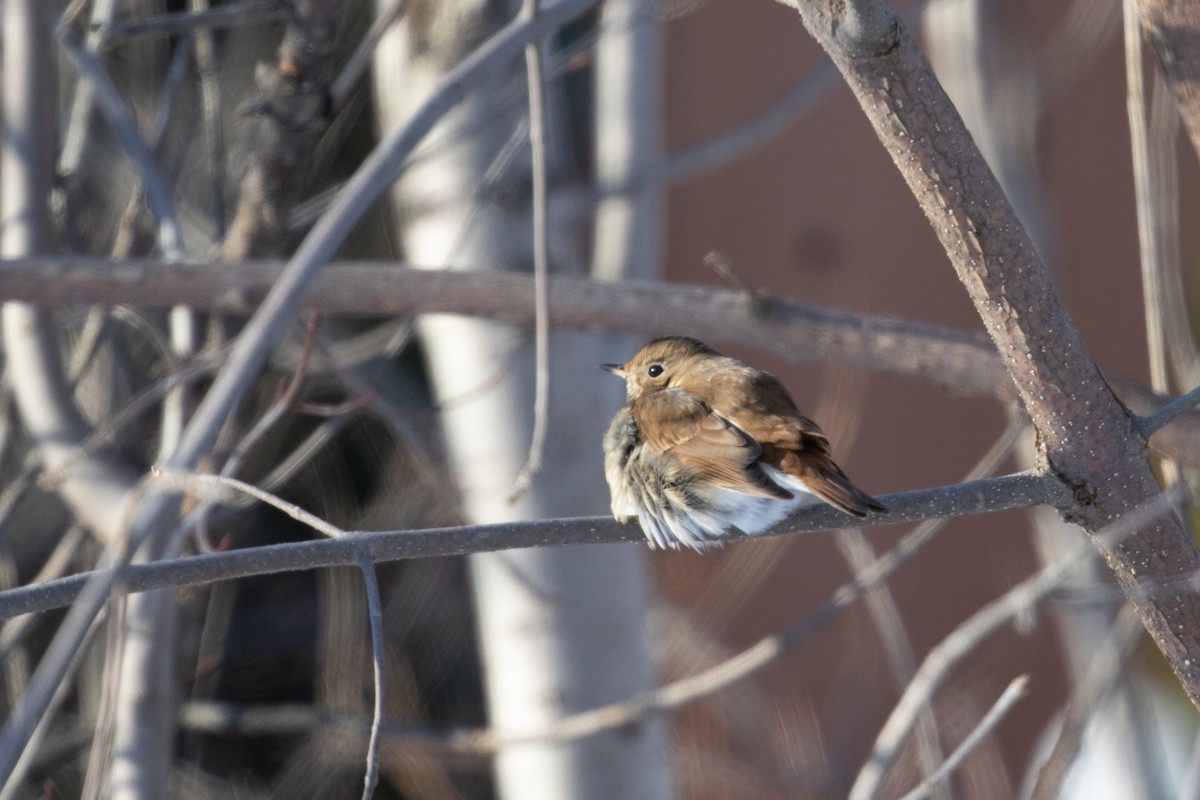 Hermit Thrush - ML403641551