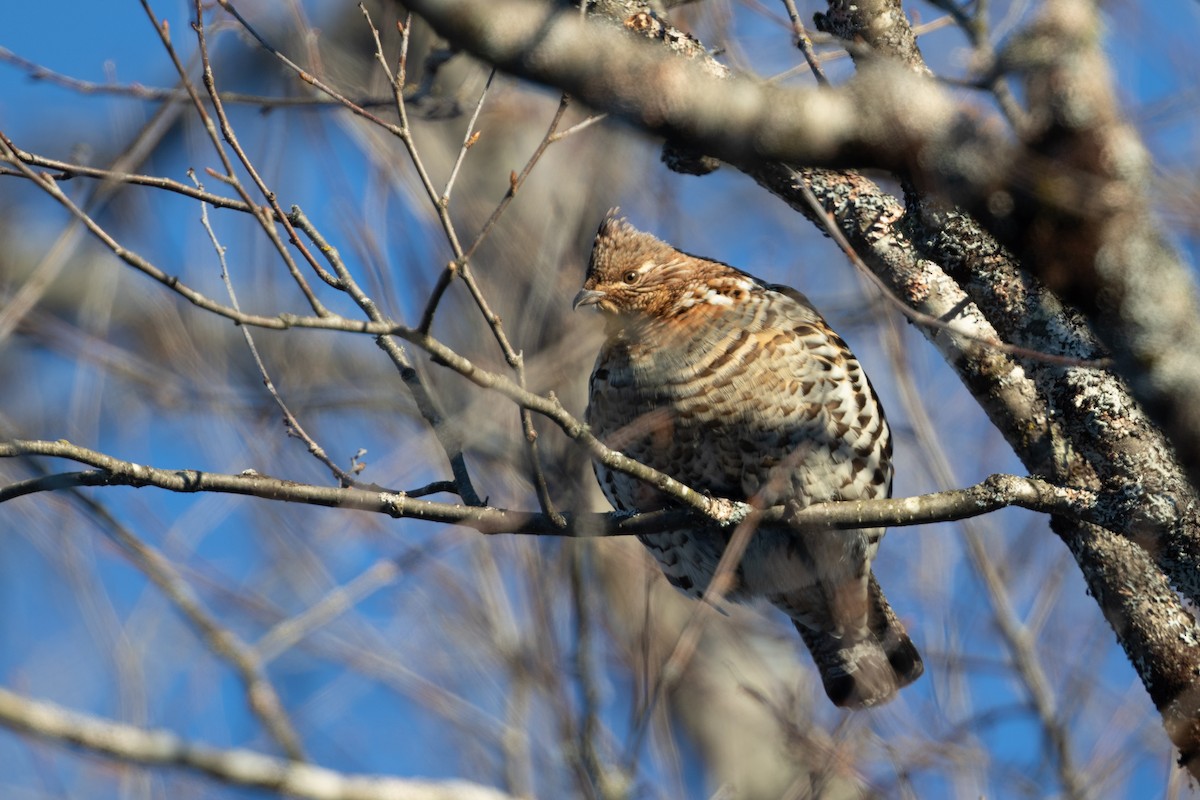 Ruffed Grouse - ML403641571