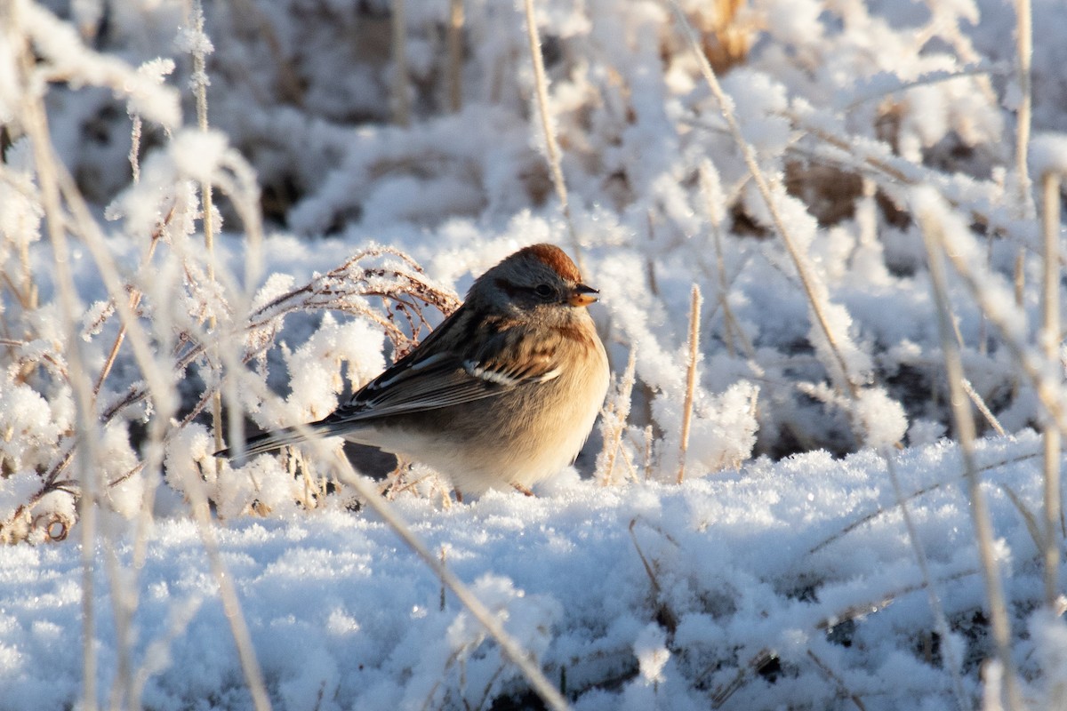 American Tree Sparrow - ML403641671