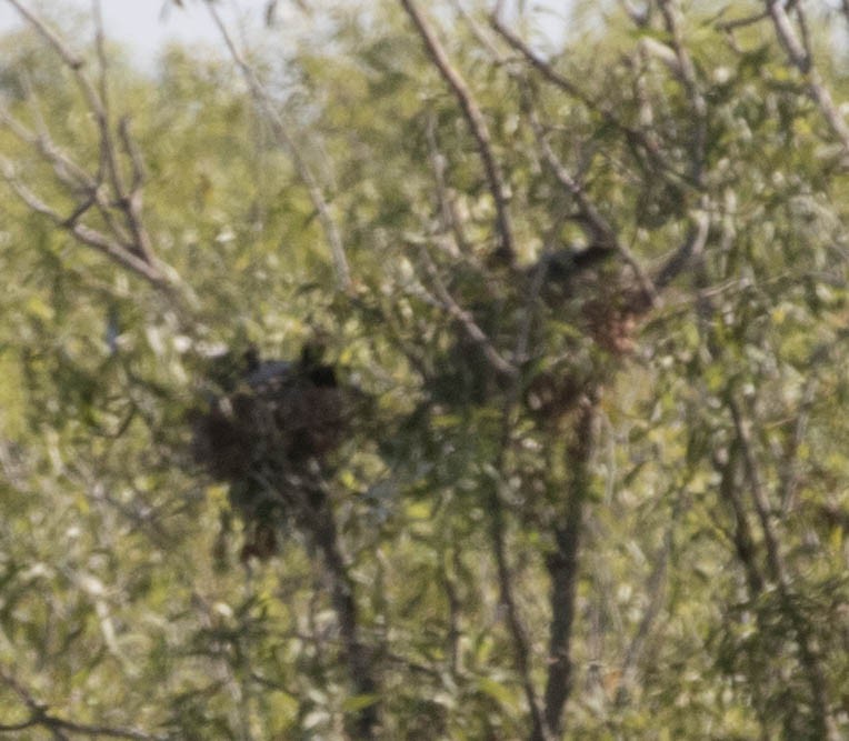 Anhinga Americana - ML403643161