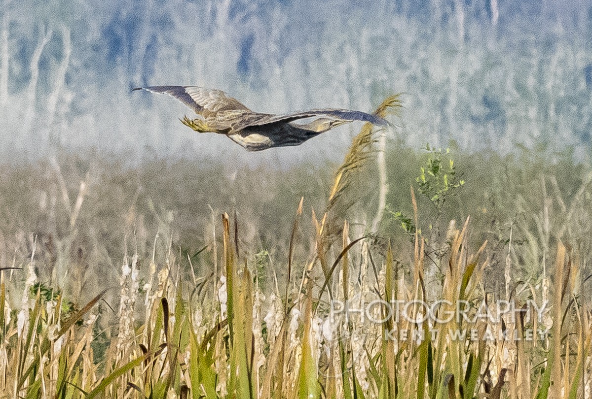 American Bittern - ML403646171