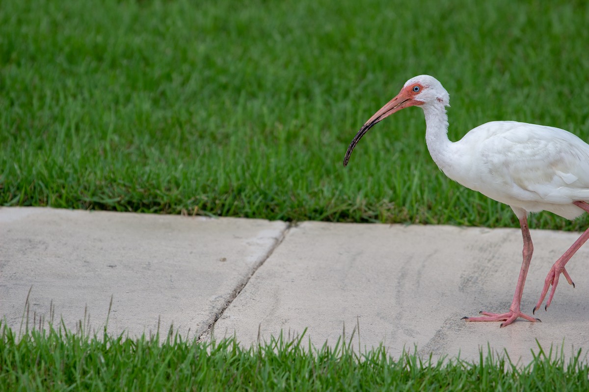 White Ibis - Becca Mathews