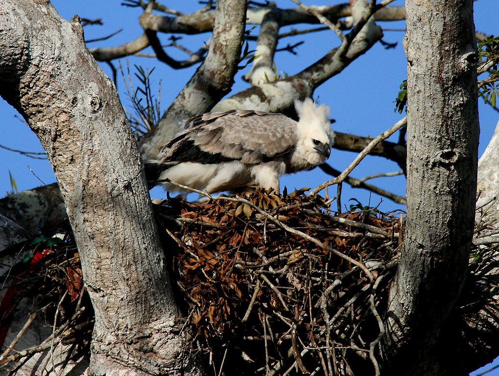 eBird Checklist - 14 Mar 2007 - Curaima - near Imataca FR - 10 species