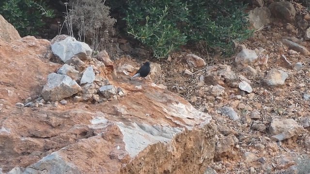 Black Wheatear - ML403647581