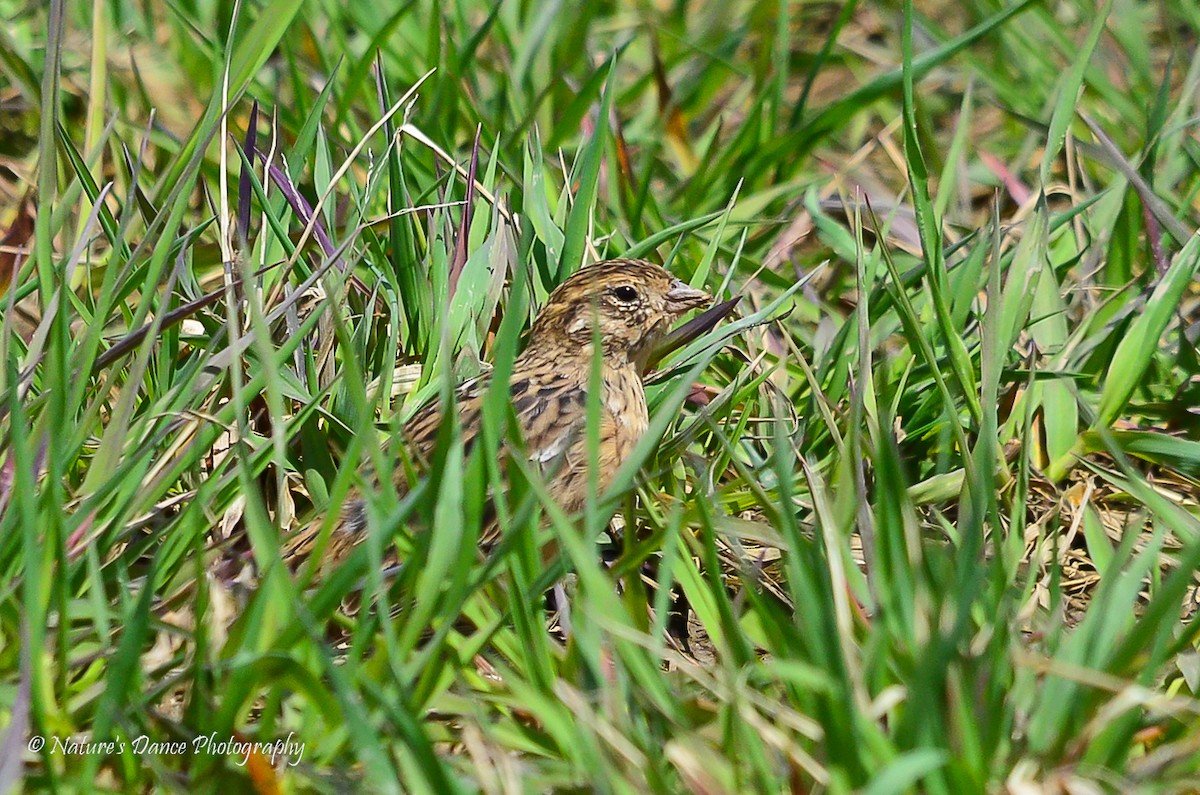 Smith's Longspur - ML403647971