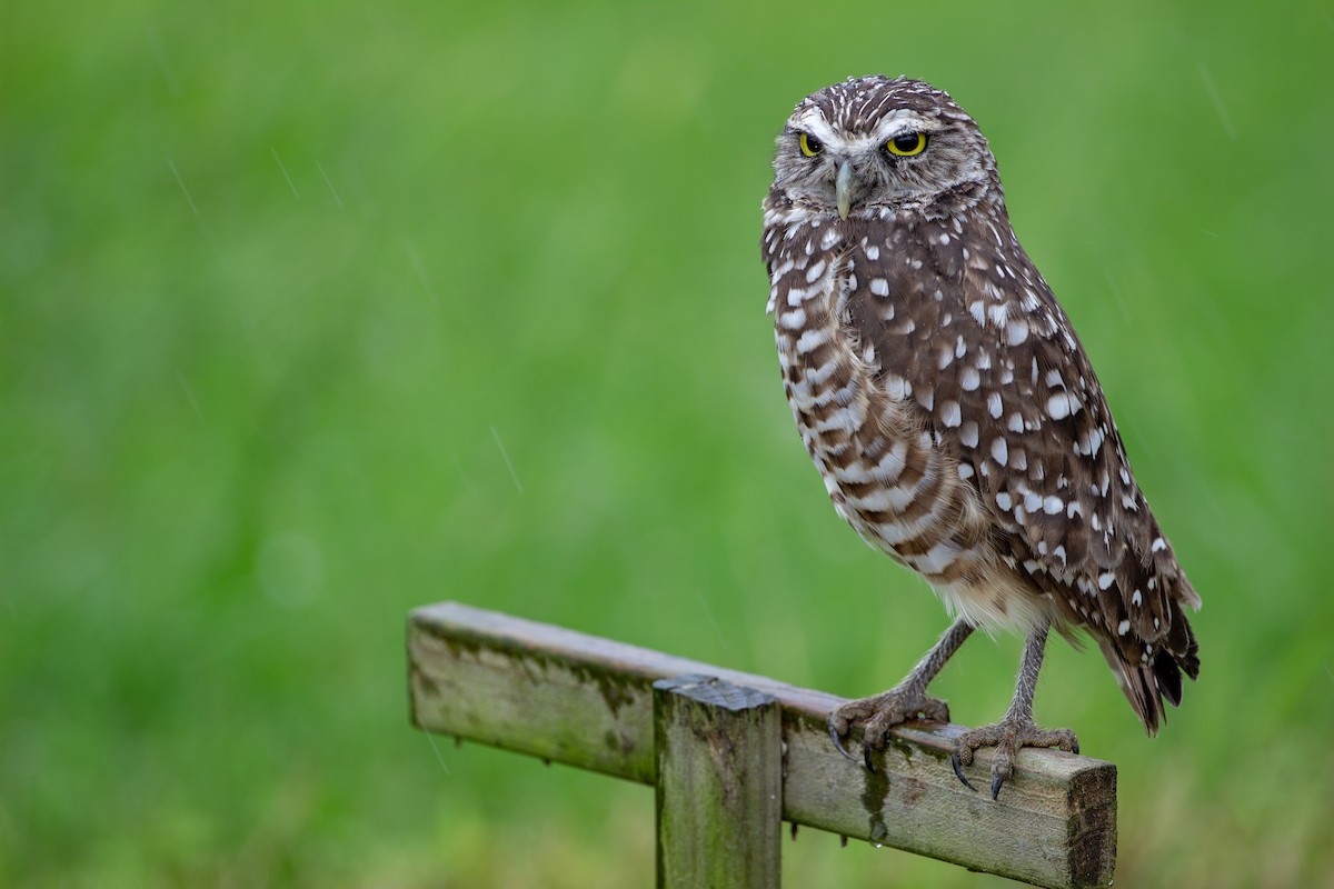 Burrowing Owl - Becca Mathews