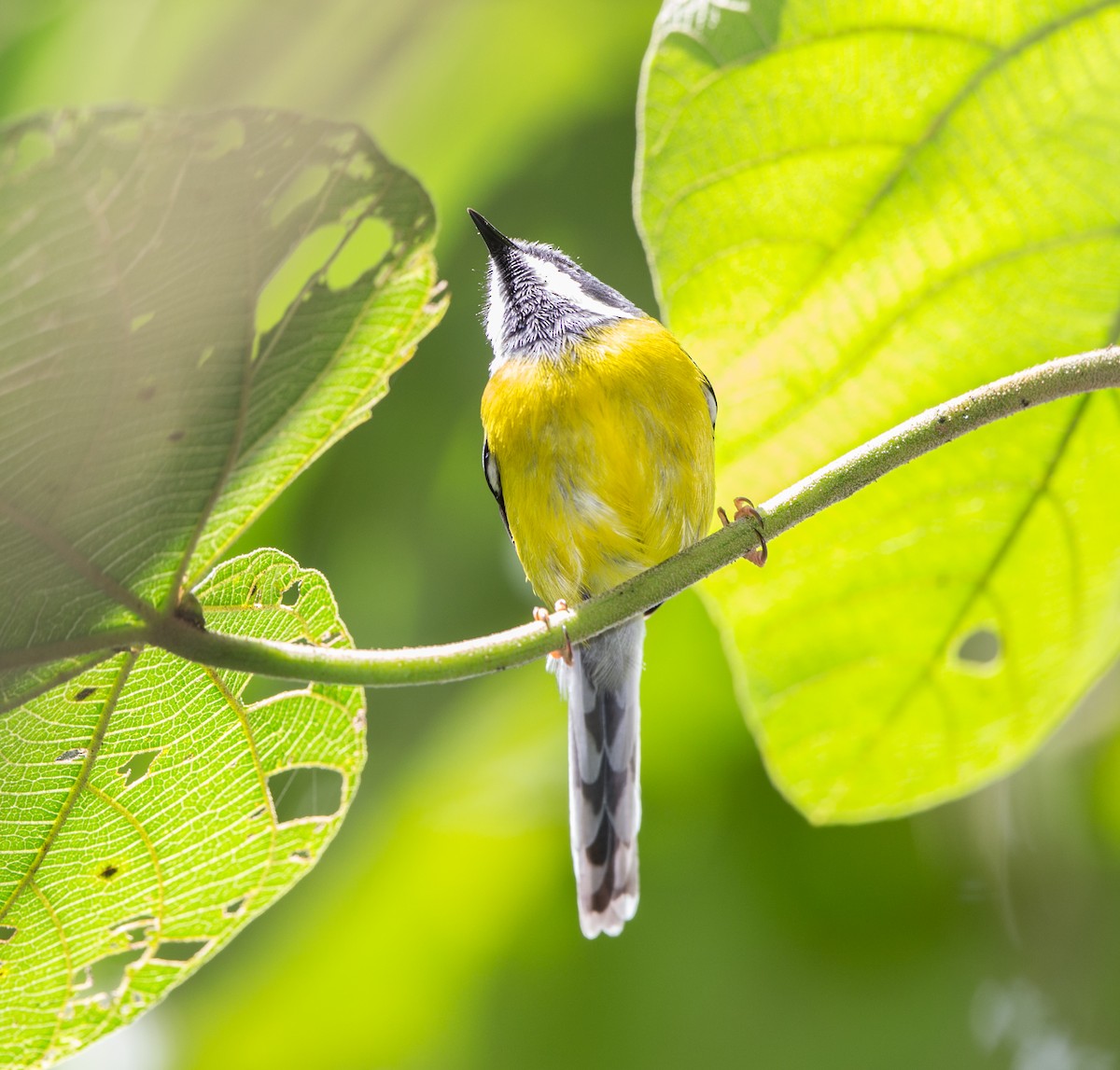 Black-throated Apalis - ML40365011