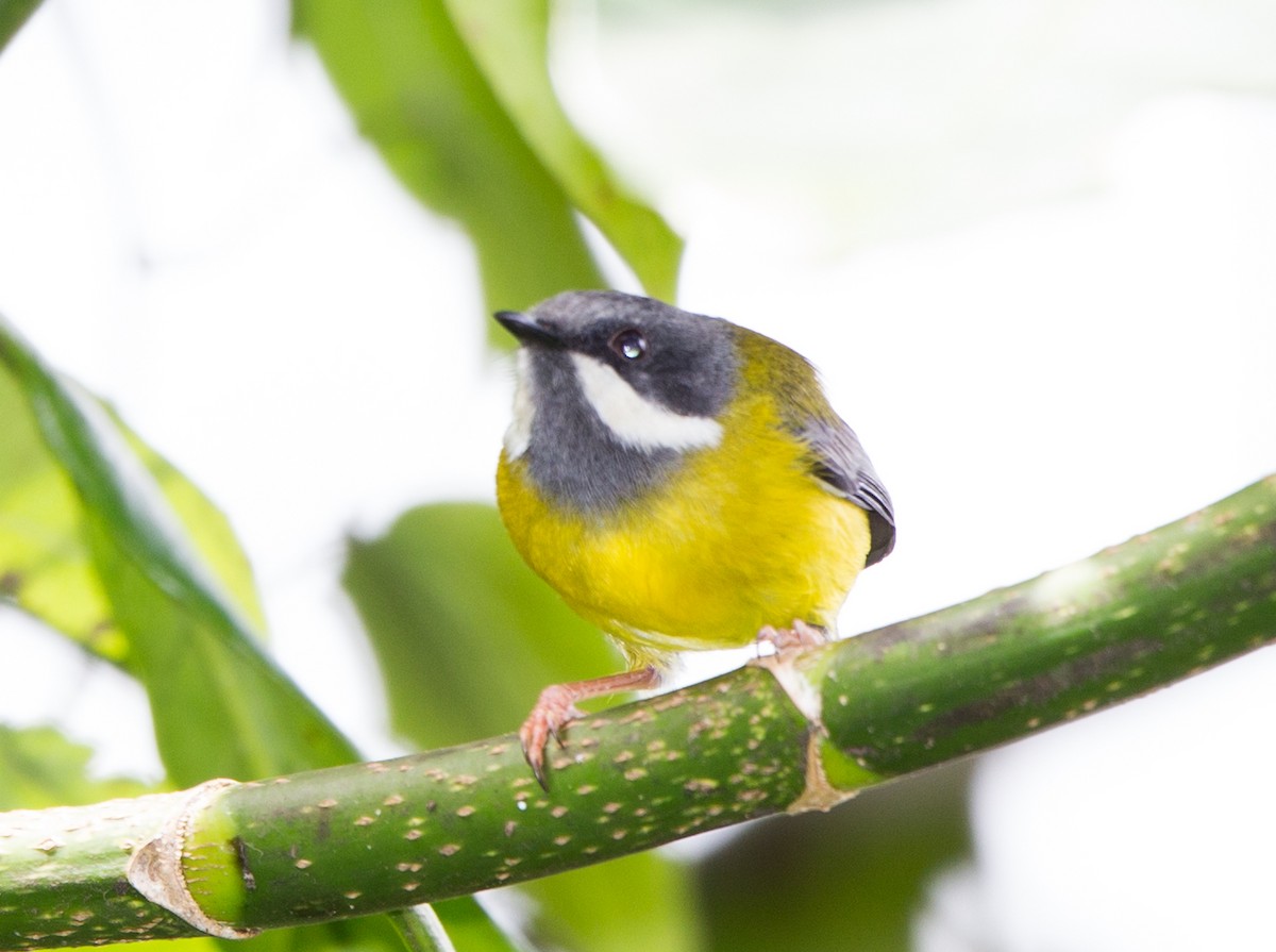 Black-throated Apalis - ML40365051