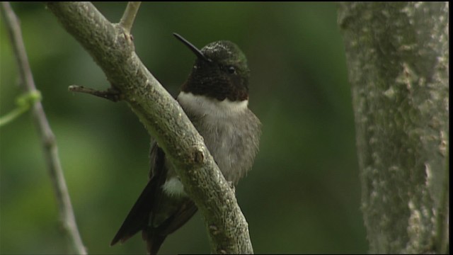 ノドアカハチドリ - ML403651