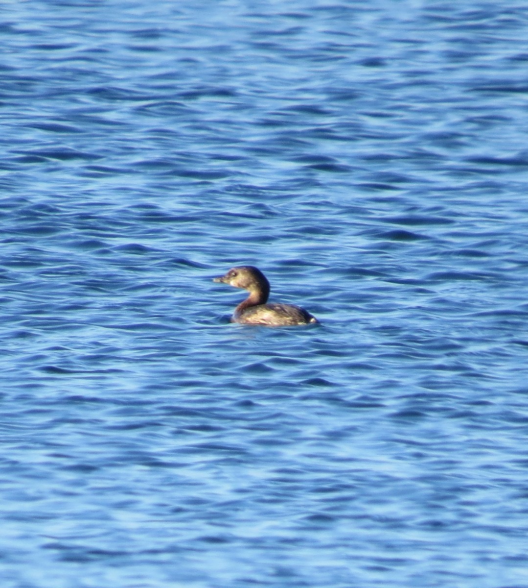 Pied-billed Grebe - ML403651561