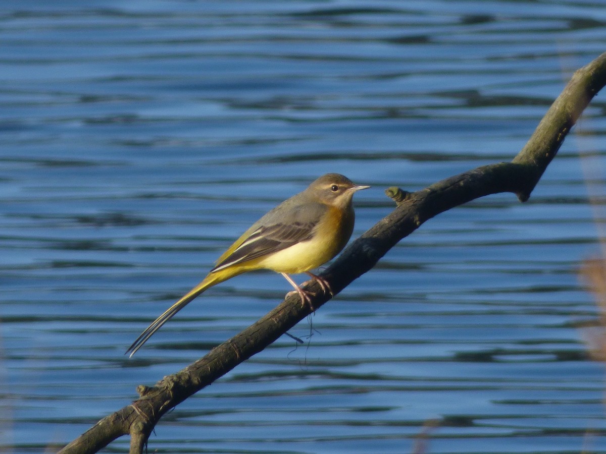 Gray Wagtail - Enrique Rodríguez Vega
