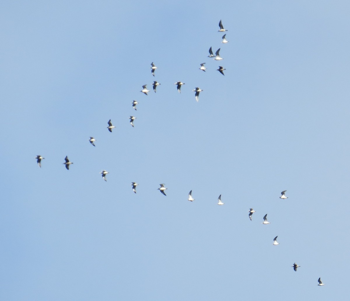 Gaviota/Gavión sp. - ML403652271