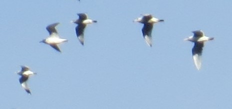 gull sp. - Colin Meusel